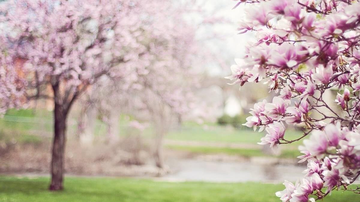 春が来た」の英語はSpring Has Comeであっている？